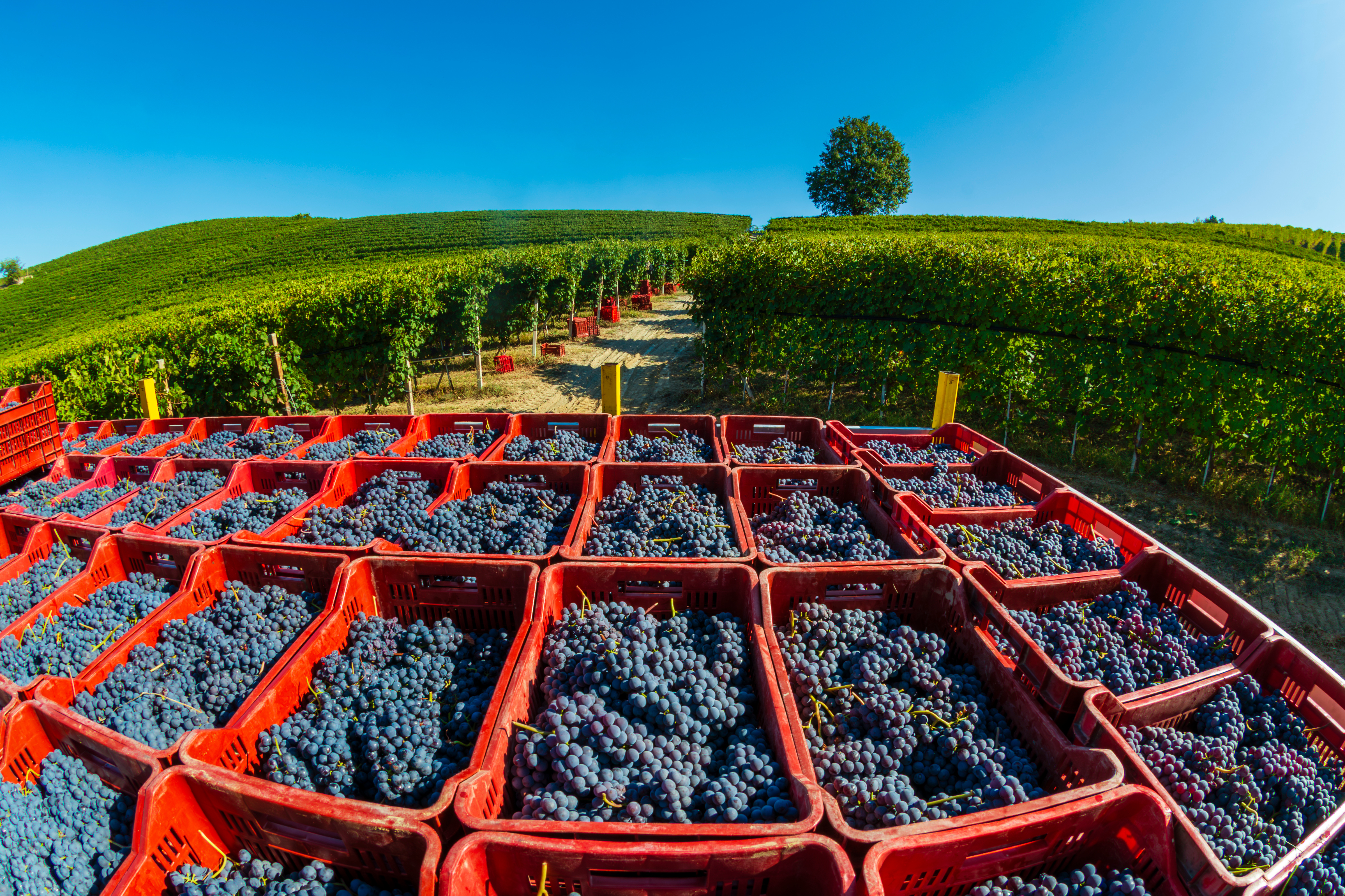 Napa Valley harvest
